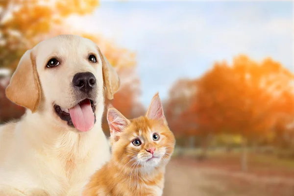 Gato y perro, maine coon gatito, golden retriever juntos en pacífico otoño naturaleza fondo —  Fotos de Stock