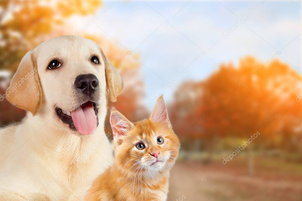 Cat and dog, maine coon kitten, golden retriever together on peaceful autumn nature background