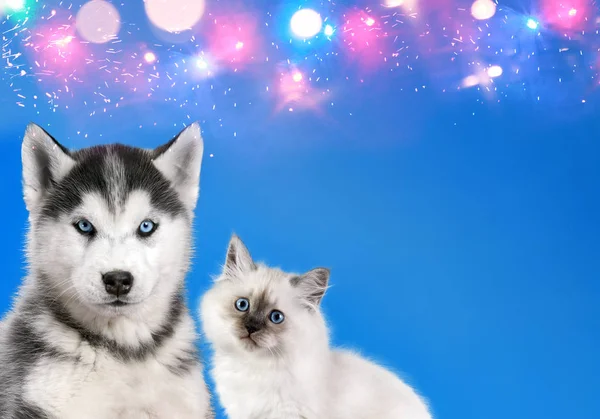 Cat and dog together , neva masquerade kitty, siberian husky puppy look straight forward on blue sparkling background.