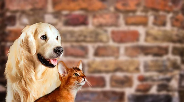 Cat and dog, abyssinian kitten , golden retriever looks at right in front of bright brick wall