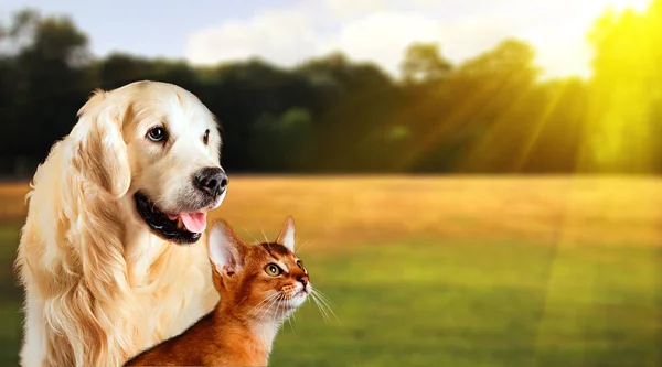 Perro Gato Juntos Hierba Concepto Verano Gato Abisinio Golden Retriever —  Fotos de Stock