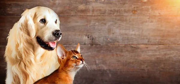 Cat and dog, abyssinian cat, golden retriever together on natural wooden background.