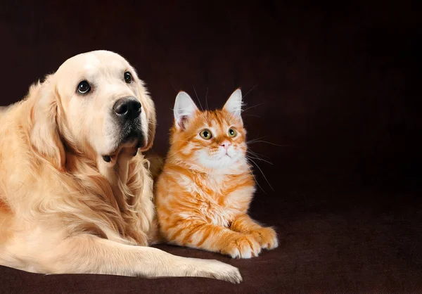 Cat and dog, siberian kitten , golden retriever looks at right — Stock Photo, Image