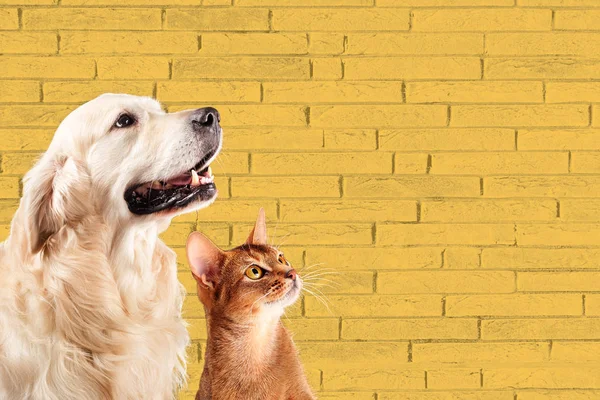 Cat and dog, abyssinian kitten , golden retriever looks at right — Stock Photo, Image