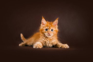 Siyah kahverengi zemin üzerine kabarık güzel zencefil maine coon kedi