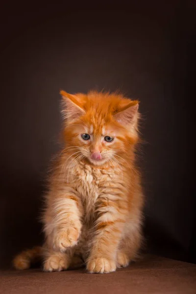 Fluffy bonito gengibre maine casulo gato no fundo marrom preto — Fotografia de Stock