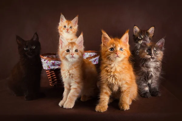 Grupo de mullido hermosa maine coon gatitos de diferentes colores en frente de fondo marrón — Foto de Stock