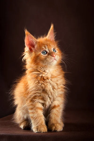 Fluffy bonito gengibre maine casulo gato no fundo marrom preto — Fotografia de Stock