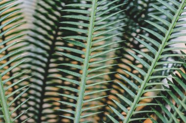 Botanik bahçesinde güzel bitkilerin portresi kadar yakın.