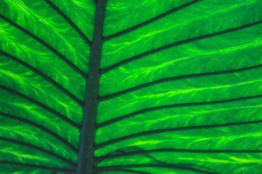 Closeup arka plan yeşil yaprak gelen güneş ışığı. Zengin, güzel telefon veya masaüstü duvar kağıtları için doku. Sakin doğal ruh