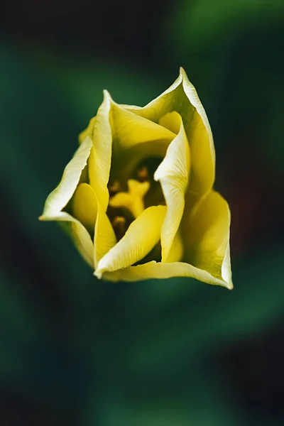 Tulipa, Laleler Botanik bahçesinde güzel çiçeklerin portresini kapatın. — Stok fotoğraf