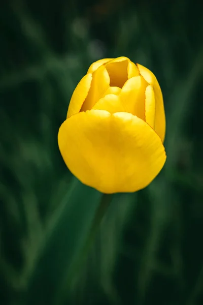 郁金香，郁金香 特写在植物园美丽的花的肖像. — 图库照片