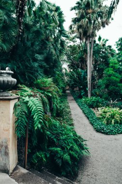 Doğal güzel tropik park. Egzotik dökmeyen bitkiler.