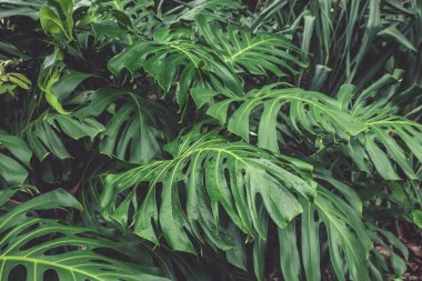 Monstera philodendron yeşil yaprakları, botanik bahçesinde büyüyen bitki, tropikal orman bitkileri, dökmeyen sarmaşıklar soyut arka plan.