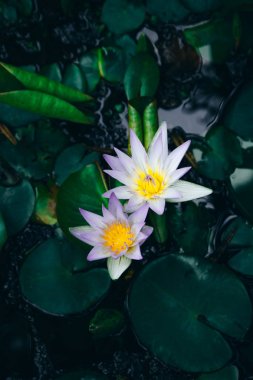 Nilüferngüzel çiçekler gölet te çiçek , koyu karamsar stilization