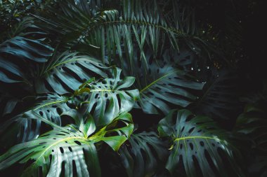 Monstera philodendron yeşil yaprakları, botanik bahçesinde büyüyen bitki, tropikal orman bitkileri, dökmeyen sarmaşıklar soyut arka plan.