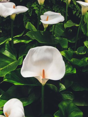 Botanik bahçesinde güzel çiçeklerin portresini kapatın.