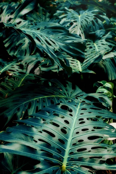 Gröna blad av monstera Philodendron, växt odling i botaniska trädgården, tropiska skogsväxter, Evergreen Vines abstrakt bakgrund. — Stockfoto