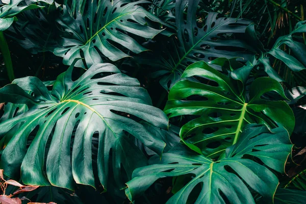 莫奇萨的绿叶，植物生长在植物园，热带森林植物，常绿藤蔓抽象背景. — 图库照片