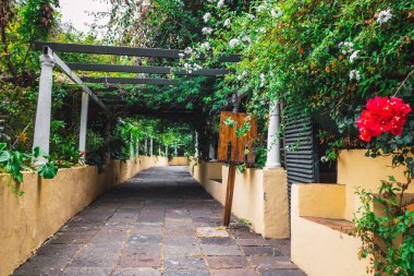 Doğal güzel tropik park. Egzotik dökmeyen bitkiler.