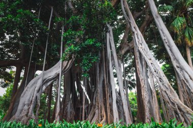 Ficus macrophylla f. columnaris, La estrategia del gigante, tropik parc'ta yetişen dev ağaçlar
