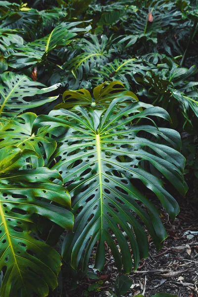 Grüne Blätter von Monstera philodendron, Pflanze, die im botanischen Garten wächst, tropische Waldpflanzen, immergrüne Reben abstrakten Hintergrund. — Stockfoto