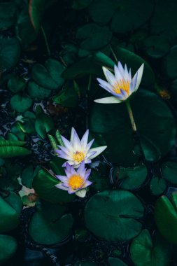 Nilüferngüzel çiçekler gölet te çiçek , koyu karamsar stilization