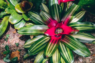 Botanik bahçesinde güzel bitkilerin portresi kadar yakın.