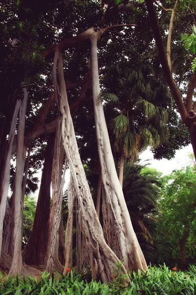Ficus macrophylla f. columnaris, La estrategia del gigante, árboles gigantes creciendo en el parque tropical —  Fotos de Stock