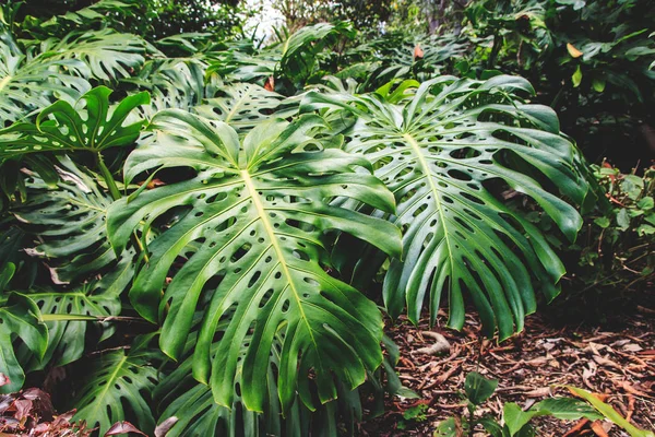 Foglie verdi di Monstera philodendron, piante che crescono in giardino botanico, piante della foresta tropicale, viti sempreverdi sfondo astratto . — Foto Stock