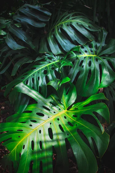 Foglie verdi di Monstera philodendron, piante che crescono in giardino botanico, piante della foresta tropicale, viti sempreverdi sfondo astratto . — Foto Stock