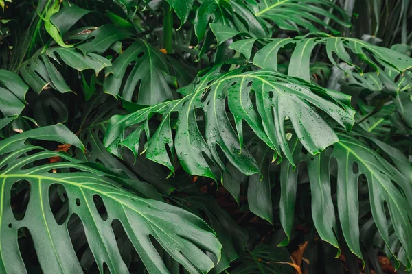 モンタマ・フィロデンドロンの緑の葉、植物園で育つ植物、熱帯林植物、常緑のブドウの抽象的な背景. — ストック写真