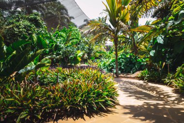 Doğal güzel tropik park. Egzotik dökmeyen bitkiler.