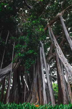 Ficus macrophylla f. columnaris, La estrategia del gigante, tropik parc'ta yetişen dev ağaçlar