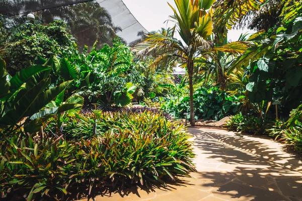 Doğal güzel tropik park. Egzotik dökmeyen bitkiler.