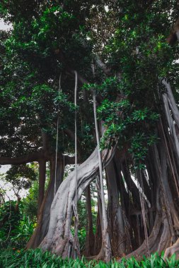 Ficus macrophylla f. columnaris, La estrategia del gigante, tropik parc'ta yetişen dev ağaçlar