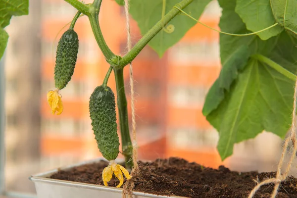 Fábrica Pepino Com Frutas Jovens Flores Amarelas Frente Edifício Alto — Fotografia de Stock