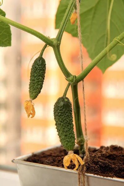 Fábrica Pepino Com Frutas Jovens Flores Amarelas Frente Edifício Alto — Fotografia de Stock