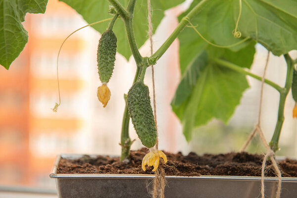 Cucumber plant with young fruits and yellow flowers in front of high-rise building. Home vegetable gardening with city landscape on the background. Stay home vegetables cultivation.