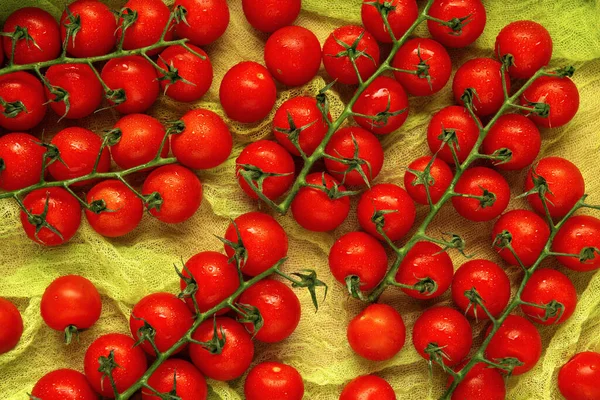 Quelques Fermes Tomates Cerises Rouges Humides Sur Fond Gaze Verte — Photo