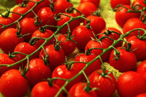 Unas Cuantas Cerchas Tomates Rojos Húmedos Sobre Fondo Gasa Verde — Foto de Stock