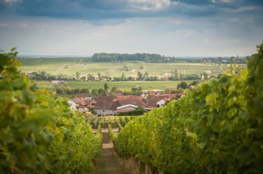 Yeşil üzümlü sıra sıra asmalar. Arka planda küçük bir köy olan üzüm bağı yaz manzarası. Çiftlik şarabı ve şarap yetiştiriyor.. 