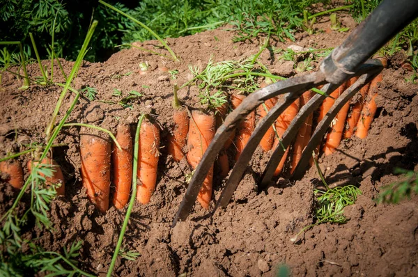 Processo Colheita Cenouras Com Uma Forquilha Agricultura Jardinagem Rendimento Vegetal Imagem De Stock