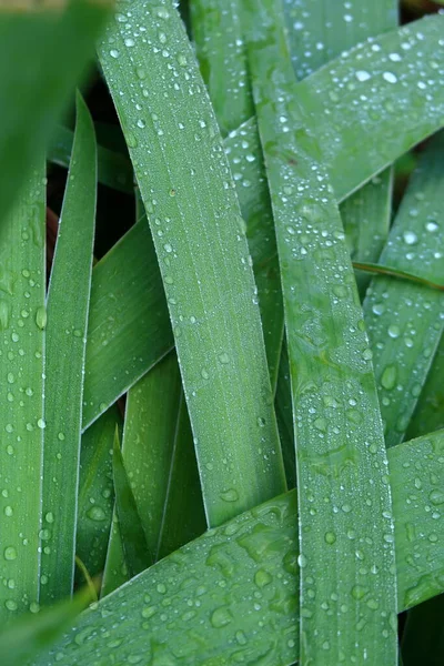 Long green leaves for background with dew drops