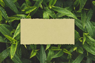 Islak yeşil yaprakların arka planındaki kâğıt kart fotokopi alanı. Yırtık kağıt. Çiğ kaplı yapraklı metin için çerçeve.