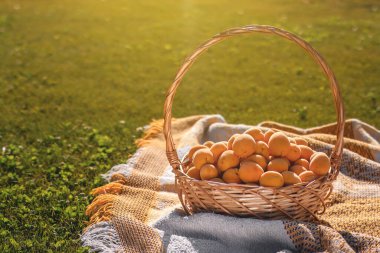 Yeşil çimen fotokopi alanındaki hasır sepette olgun kayısılar. Yaz meyvelerinin hasatı.