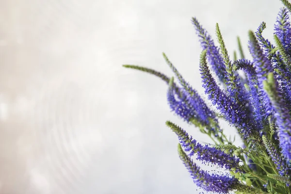 Блакитні Квіти Вероніки Фіалкові Польові Квіти Копіюють Простір — стокове фото
