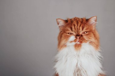 Gri arka plan fotokopi alanındaki tüylü kızıl kedi. Şaşı kedi..