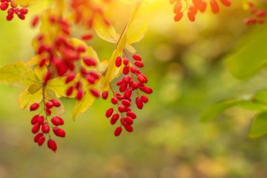 Bir dal kırmızı böğürtlen. Sonbahar parkında böğürtlen çalısı.