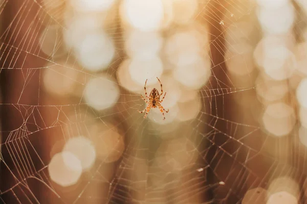 Pavouk Pavučině Pozadí Podzimního Lesa Pavučina Při Západu Slunce — Stock fotografie